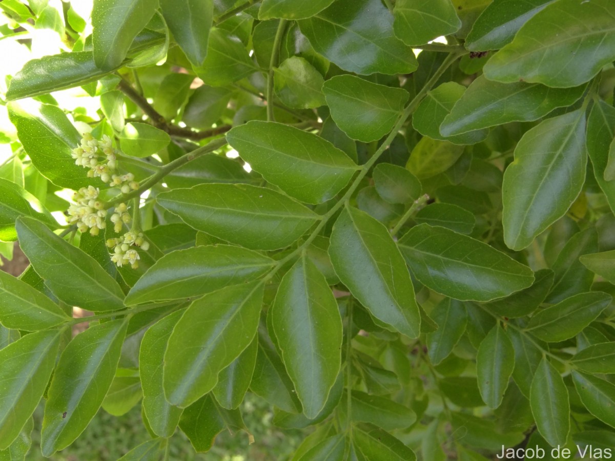 Clausena indica (Dalzell) Oliv.